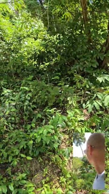 Зовём слонов смотреть онлайн