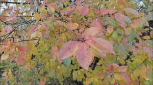 Чем дни полны.