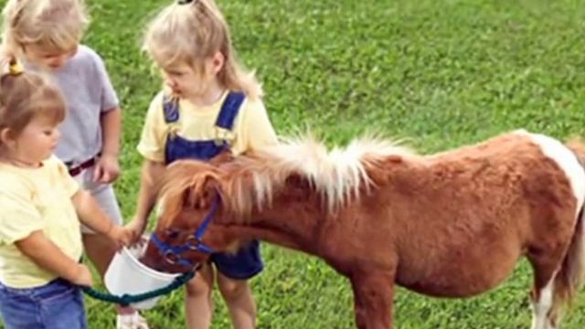 песня про пони - текст песни Александр Сергеевич Миронов (слайд-шоу Денис Миронов)