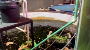 Отчет еженедельный.Карпы КОИ в гараже.По итогам протечки.