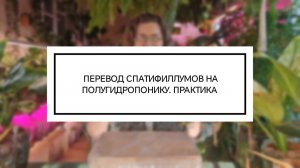 ПЕРЕВОД СПАТИФИЛЛУМОВ НА ПОЛУГИДРОПОНИКУ. ПРАКТИКА