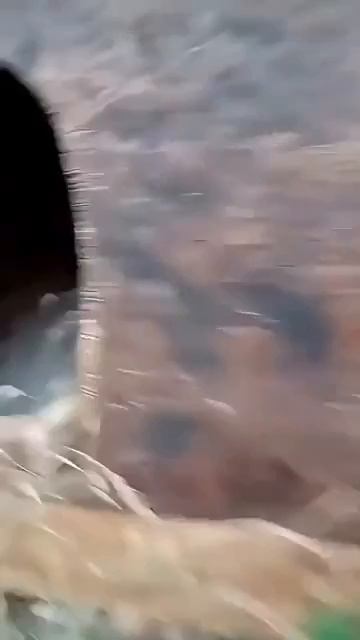 Доминируй! Властвуй! Унижай! 😺 Всё,что надо  знать  о кошках.