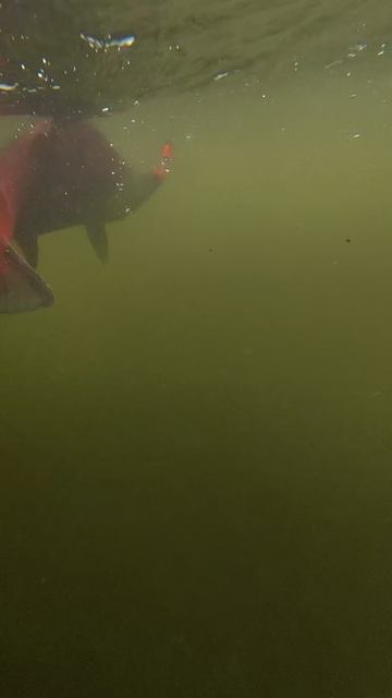 Трофейная нерка от нашего гостя Андрея