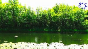 🌿 Путешествие к Источнику Жизни: Тишина Лесного Озера vs Шум Города | Откройте для себя 🌲