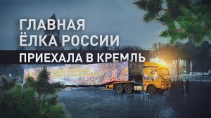 Главную ель страны доставили в Кремль