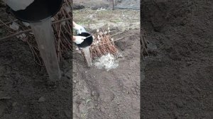 Продажа саженцев винограда. Укрытие саженцев винограда. Евгений РОМАН.