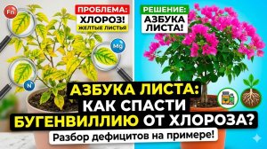 Азбука листа Как понять, чего не хватает вашему растению Разбор на примере капризной Бугенвиллии