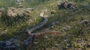 Лия с угрем (Myrichthys maculosus) на утренней охоте.