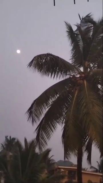 Луна на небе пальма на земле