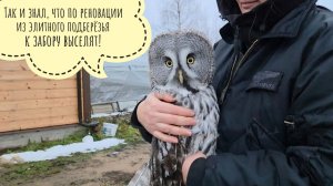 Сову неясыть Кофи выселили из родного вольера и вселили в другой под забором! Артём стройку закончил