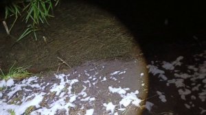 Как поймать бобра без приманки. 11.12.2025