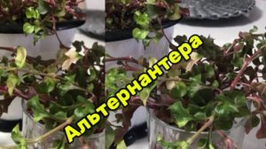 АЛЬТЕРНАНТЕРА