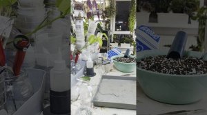 Привезла новинки фиалок 🌸. Посадим листики вместе ☘️😉🫶