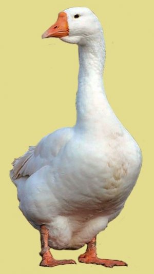 КАК ИНКУБИРОВАТЬ ГУСИНОЕ ЯЙЦО .