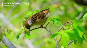 Омоложение Кожи Вокруг Глаз*Избавление от Отёков, Мешков, Пятен, Мимических Морщин*Саблиминал.