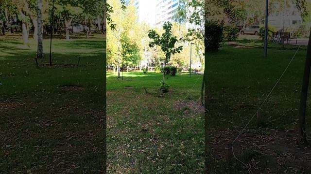 Гуляю с Псом, а тут ворона