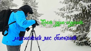 Поёт зима - аукает, мохнатый лес баюкает