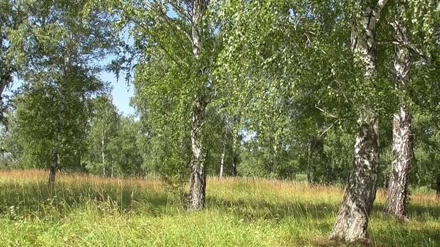 Берёзы в поле