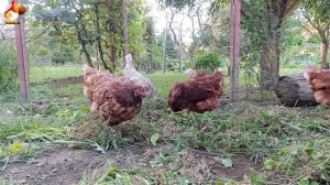 Любовь птицевода к Курочкам 🐥🐔🥚 Нежное видео 🐓 Версия (82)