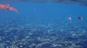 Каракатицевидный кальмар