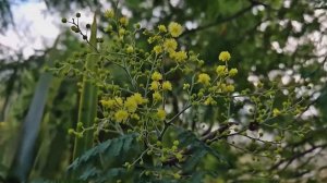 В Сочи зацвела мимоза