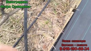 Обрезка, уборка и заготовка лозы на хранение.