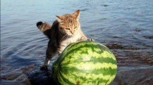 Приколы с котами! С ОЗВУЧКОЙ! - ГДЕ МОЁ ЛЕТО_ САМЫЕ СМЕШНЫЕ ЖИВОТНЫЕ снятые на камеру.