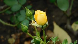 ВИДЕО  ПВН  ББ   (741)