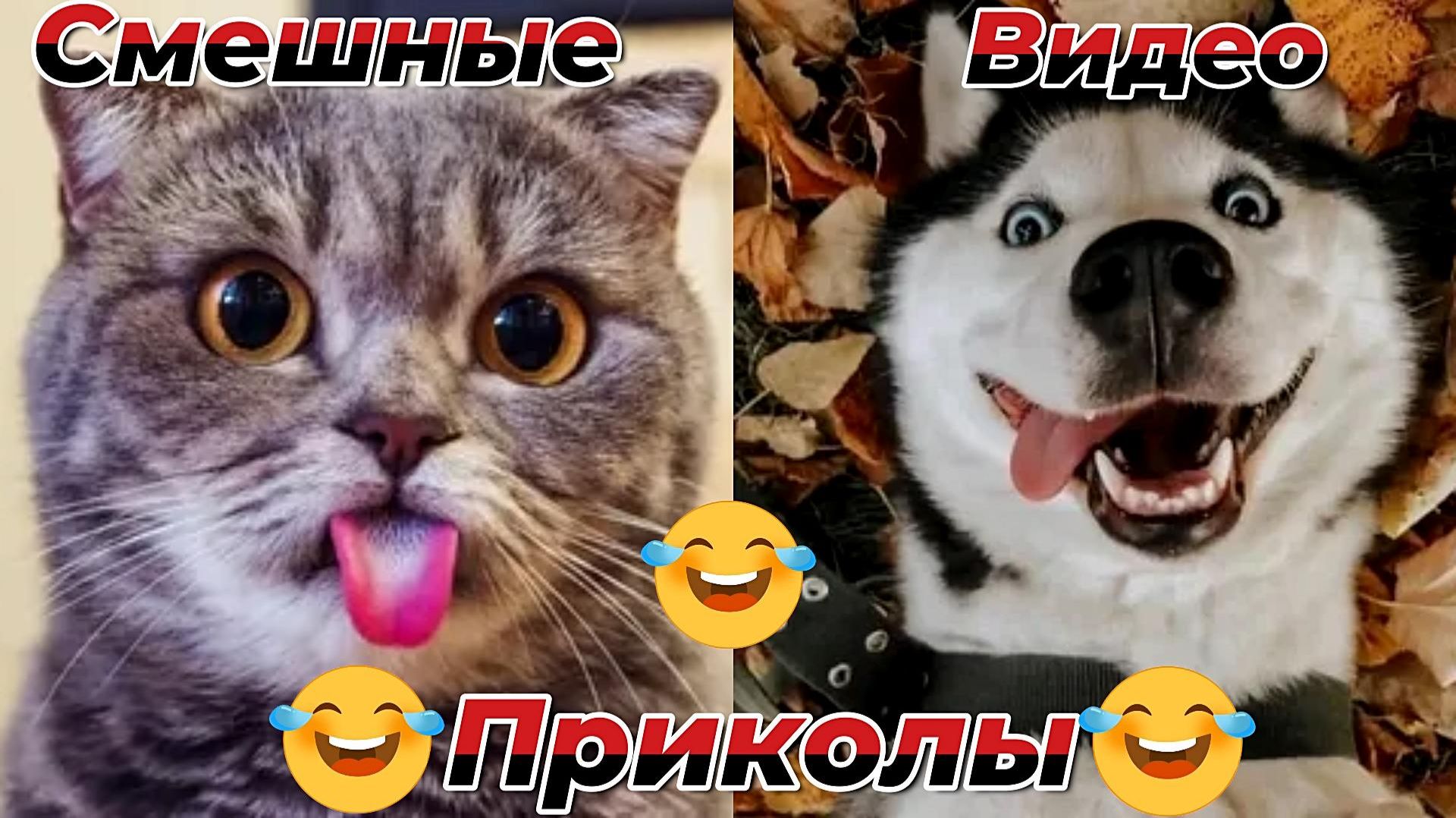 Смешные видео приколы|Коты и собаки|Юмор и Приколы.