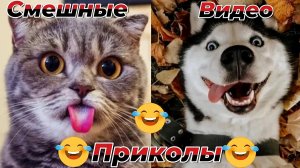 Смешные видео приколы|Коты и собаки|Юмор и Приколы.