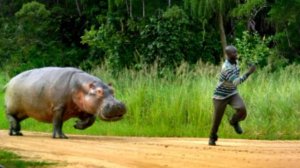 Красная плесень-Африка