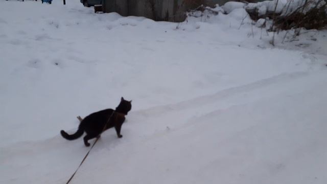 Короткая прогулка.