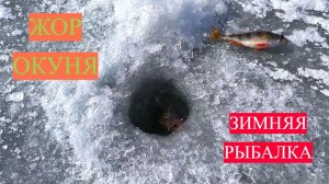 ЗИМНЯЯ РЫБАЛКА НА ОКУНЯ! ЛОВЛЯ ОКУНЯ НА МОРМЫШКУ. ЖОР ОКУНЯ НА МОТЫЛЬ. ЛУЧШАЯ НАЖИВКА ЗИМОЙ!