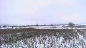 Охота на зайца с эстонкой. первый снег сезон охоты 2025