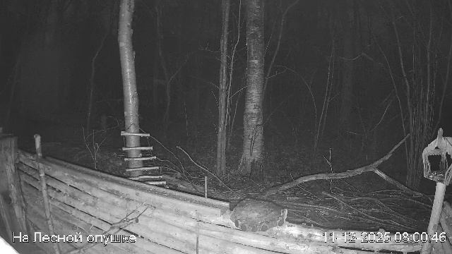 LIVE: На лесной опушке. Природа онлайн