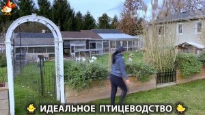 Идеальное птицеводство достойно восхищения 🐓🦆🦢🦚🦃🐔 эпизод (418)