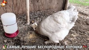 Цыплята и Курочки селяночки лучшие беспородные несушки 🥚 (407)