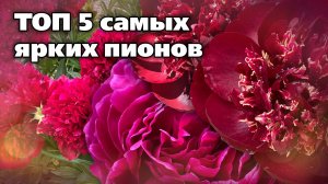Яркие сорта пионов для вашего сада. Невероятная красота