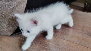 Маленький белый котенок ищет свою кошку-мать. Кошка-мать и ее голубоглазый котенок.