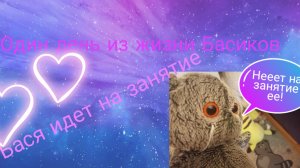Один день из жизни Басиков бася идёт на занятие💖💗