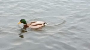 #уточки наши плавают в мы их кормим