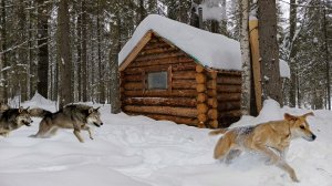 СПАС ЕГО ОТ ВОЛКОВ! ПОХОД В ТАЙГУ, ПОСЛЕ ЭТОГО ИЗБА ПРЕОБРАЗИЛАСЬ.