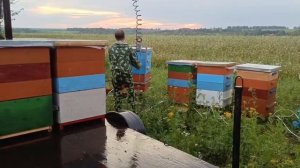 Забираем ульи с гречишным мёдом. Вес ,более 100 кг. Манипулятор помогает)