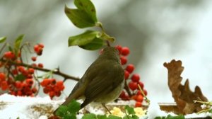Этот четверг изменит все. Главный гороскоп на день.