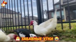 Забавные утки мускусные и пекинские на свободном выгуле со своими друзьями ч.(311) ❣️🤗😂