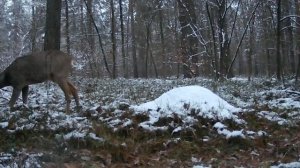 Фото ловушка