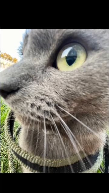 кот Кроша угарает смотреть онлайн