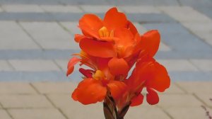 ВИДЕО  ПВН  ББ   (689)