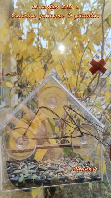 30 ноября 2025 г. Синичкин ресторан в действии #ялта #синичка #кормушкадляптиц