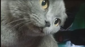 Распаковка-что купили,три кота :)